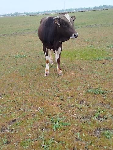 бычок ивановка: Продаю | Бык (самец) | На забой | Племенные — 2
