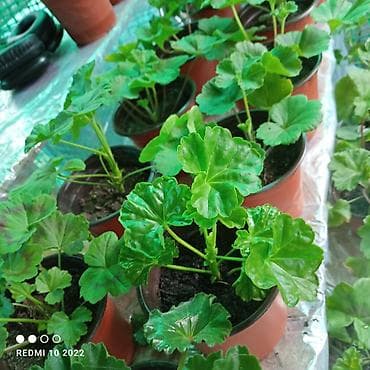 детки бегонии: Комнатные растения — сорта и черенки 1) Сенполия (фиалка) махровая, с — 3