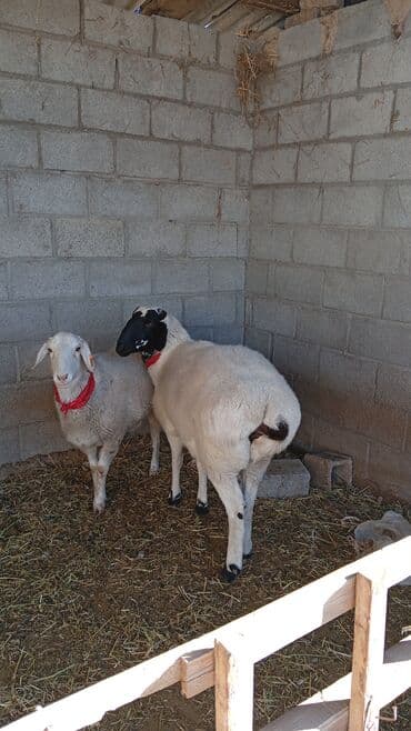 корм для форель: Продаю | Ягненок | Для разведения — 3