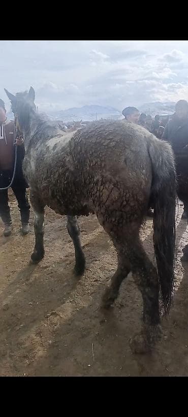 canada goose: Продаю | Кобыла (самка) | Рабочий — 1