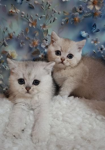 Скотиш Страйт (Шотландская прямоухая), 2 месяца, Девочка, Серебристая шиншилла, Приучена к лотку, Проглистована
