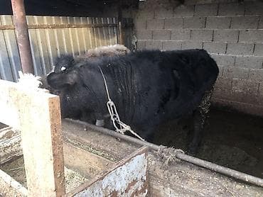 куплю теленок: Продаю | Музоо, торпок | Алатауская | На откорм, Для разведения | Искусственник — 3