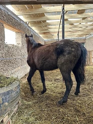 лошадь английский: Продаю | Конь (самец) | На забой, Рабочий — 3