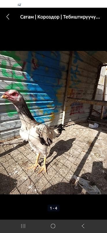 куриные ноги: Продаю | Куры | Дакан | Для боев — 3