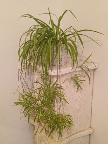 Бакча инвентары: Хлорофитум хохлатый — 4