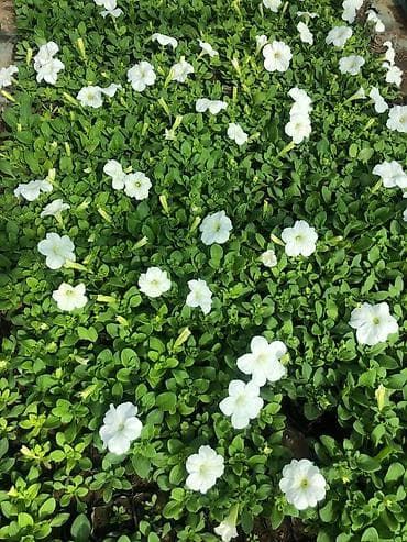 бельевой ящик: Рассада цветочных однолетников в кассетах/ящиках. Оптом и в розницу — 9