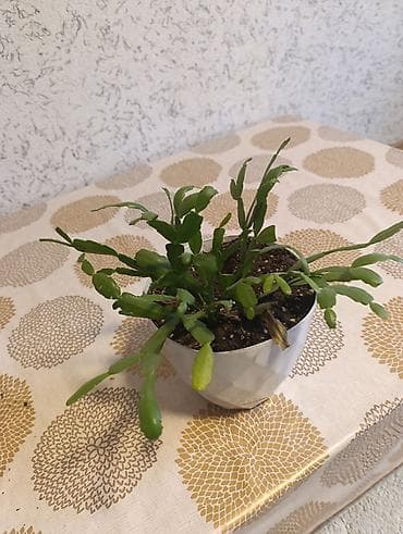 цветы горшочные: Комнатные растения в горшках (несколько видов): 1) Бегония — 2