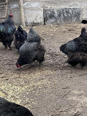 яйцо несушки: Продаю | Цыплята | Для разведения — 5