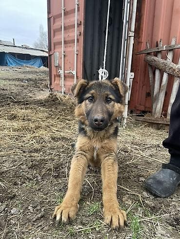 Немецкая овчарка, 4 месяца, Самка, С прививкой at lalafo.kg Немецкая овчарка, 4 месяца, Самка, С прививкой