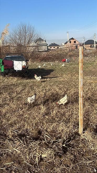 бройлерные утки: Продаю | Куры, Петух — 1