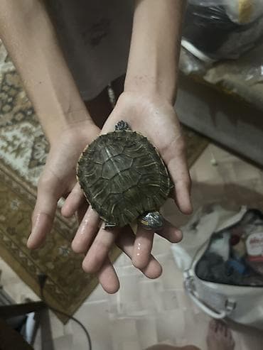 Үй жаныбарлары: Красноухая черепаха (Trachemys scripta elegans) Есть 2 шт В комплект — 1