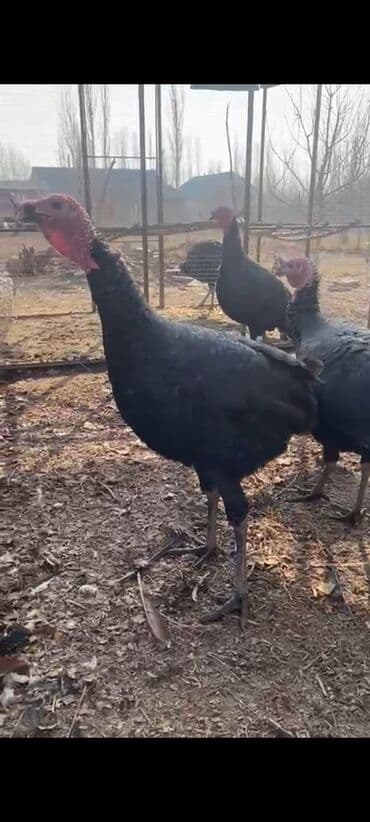 домашние попугаи корелла: Индюк сатылат корозу — 2