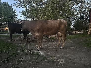 бал мёд: Продаю | Корова (самка), Тёлка | Для молока | Племенные, Искусственник — 4