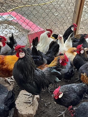 карликовые петушки куры: Продаю | Куры, Петух — 2