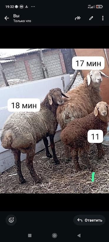 редкие питомцы: Другие животные — 3