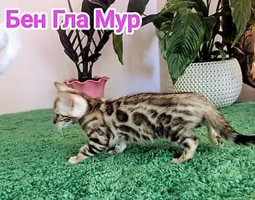 Мышыктар: Бенгал, 2 айлык, Ургаачы, Лотокко барууга үйрөтүлгөн, Курттардан тазаланган, Документтери менен — 9
