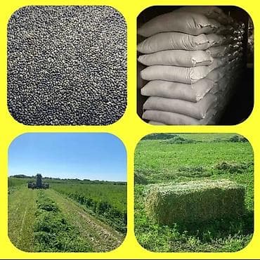 продаю кукуруз: Семена кормовых растений: Люцерна — 2