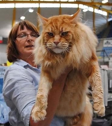 Продажа кошек: Мейн-кун Ласковый Гигант🥳🥳🥳🥳, малыш Мейн-кун открыть для бронирование — 6