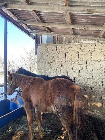 Услуги ветеринара: Продаю | Жеребенок | Дончак | Для разведения — 3