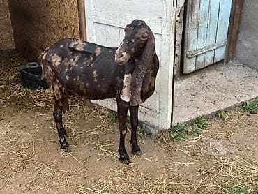 иранский корм: Продаю | Коза (самка) | Камори | Для разведения | Котные — 3