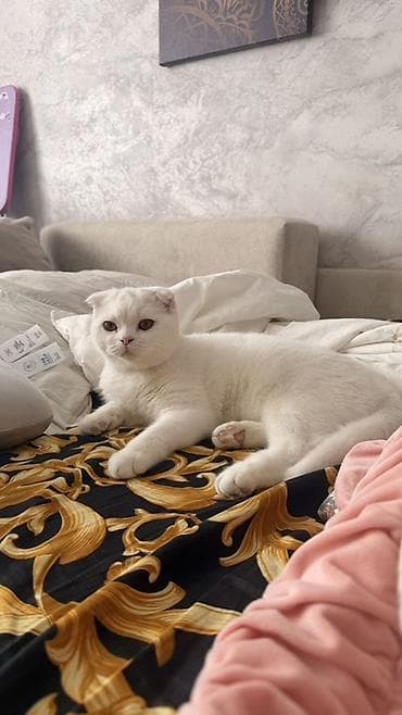 Мышыктар: Шотландская вислоухая кошка, окрас белый сплошной. - Порода: Scottish — 1