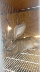 продажа щенков немецкой овчарки с документами в бишкеке: Продаю | Крольчиха (самка), Кролик самец, Крольчата | Фландр | На забой, Для разведения | Племенные — 6