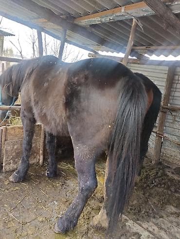 собака питбуль: Другие животные — 8