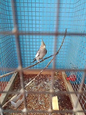 Животные: Продам карелу — 2
