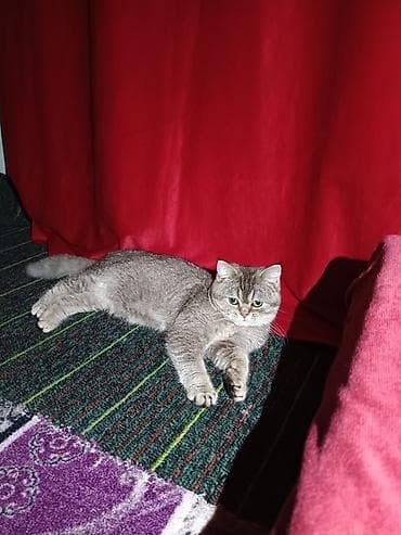 Кошка, окрас серый/серебристый табби, короткошёрстная. Крупные круглые at lalafo.kg Кошка, окрас серый/серебристый табби, короткошёрстная. Крупные круглые