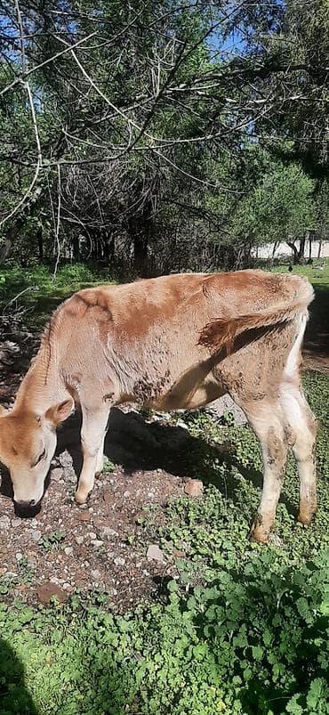 продажа свинины: Продаю | Тёлка | Швицкая | На откорм | Отела не было — 1