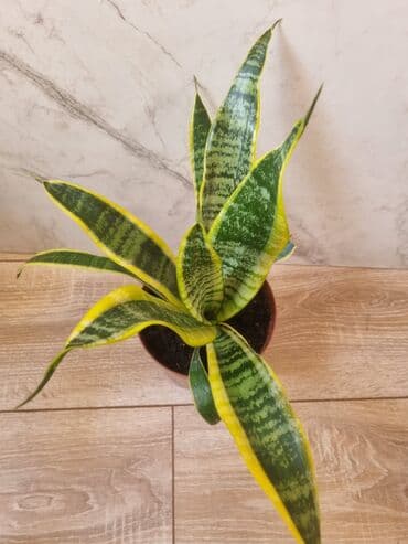 полка для комнатных цветов: Сциндапсусы,сансевиерии ва,алоказия,бегония макулата монстера — 22