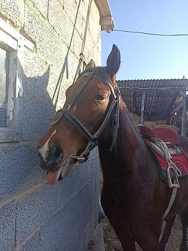 кошки мальчик: Продаю | Жеребец | Английская | Для разведения, Конный спорт — 4