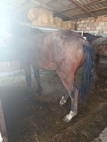 в добрые руки собаку: Продаю | Жеребец — 1