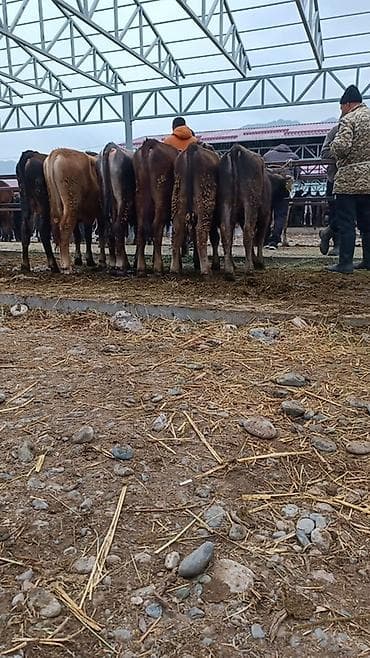 корыто пластиковое: Продаю | Тёлка — 1