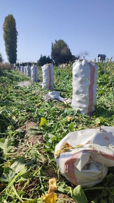 помидоры домашние: Продаю редьку — 1