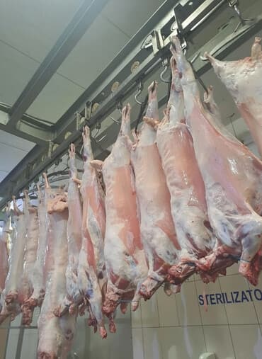 Баранина : Лопатка, Более 10 кг