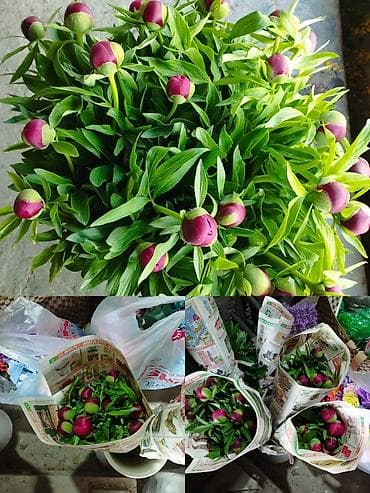 обертка для цветов купить: Продам бордовые пионы для букетов, могу завернуть в крафт, прозрачку — 6