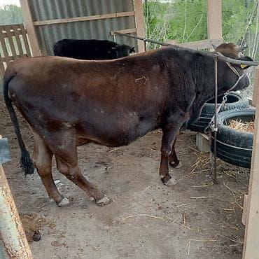 витамины для кур: Продаю | Тёлка | Алатауская | Для молока | Стельные — 3