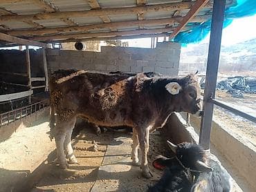 продаю овец: Продаю | Тёлка | Швицкая | На забой | Привязанные — 3