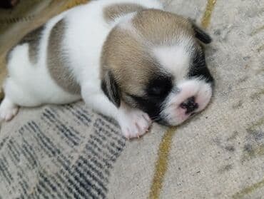 купить щенка французского бульдога: Бульдог, 1 айлык, Эркек — 2