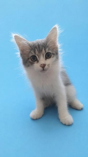 scottish fold: Описание - Окрас: серо‑полосатый табби с белыми лапками, грудкой и — 2