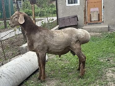 дакан шамо: Продаю | Баран (самец) | Эдильбаевская | Для разведения — 6