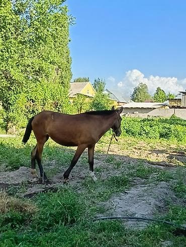 мёд белый: Продаю | Кобыла (самка) | Рабочий — 3