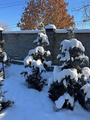 Көмүр: Көчөттөр дарактардын: Карагайлар, Өзү алып кетүү — 6