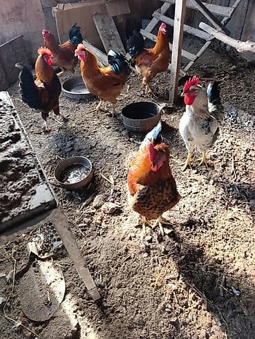 цыплята карабалта: Продаю | Петух | Для разведения — 4