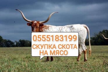 ферма: Сатып алам | Уйлар, букалар, Жылкылар, аттар, Башка а/ч жаныбарлары | Күнү-түнү, Бардык шартта, Союлган