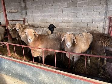 хомяки токмок: Сатам | Ургаачы кой (ургаачы) | Көбөйтүү үчүн | Ургаачы — 6