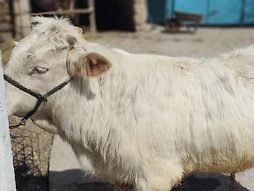 ангус мал: Продаю | Бык (самец) | Шароле | Для разведения | Искусственник — 3