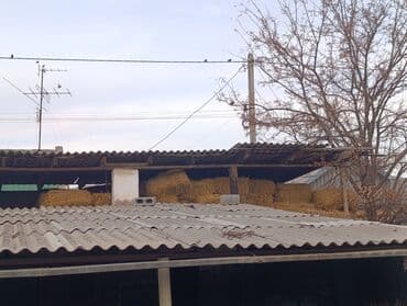 леггорн далматинец купить: Сено в тюках - Тюковое сено, заготовлено и хранилось под навесом. - — 4