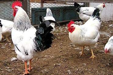 Продаю кур породы Адлер, 34кур и 6 петухов общее 40 голов.Куры